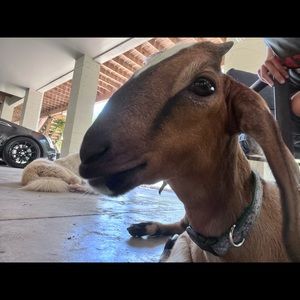 Meet your Posher, Avery